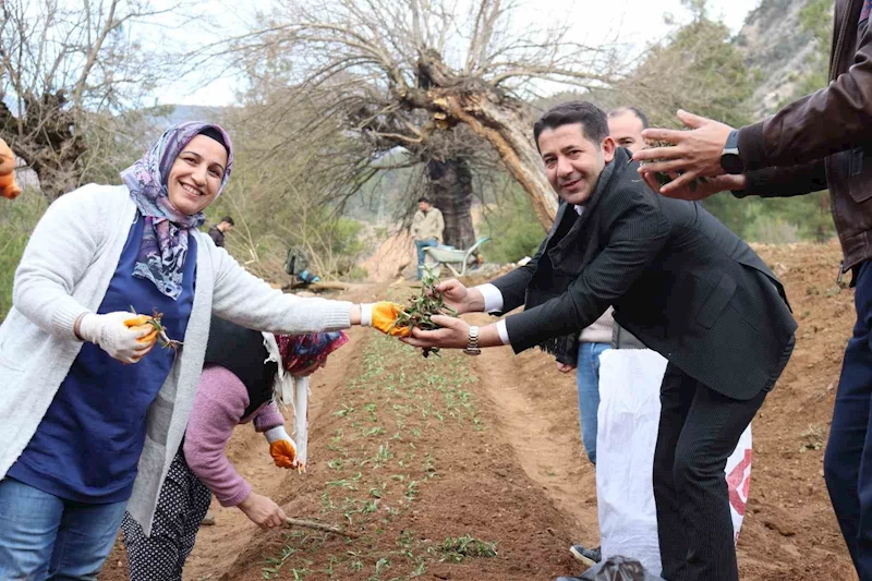 Feke’de sahlep fidanları toprakla buluştu
