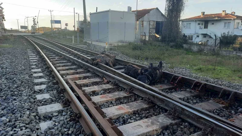 Başıboş halde dolaşan iki büyükbaş hayvana tren çarptı
