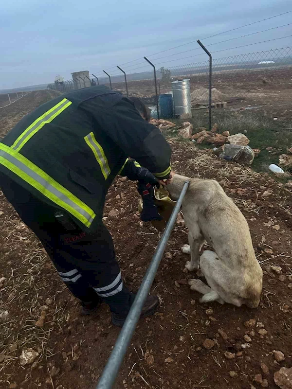 Başı tenekeye sıkışan köpeğin imdadına itfaye yetişti
