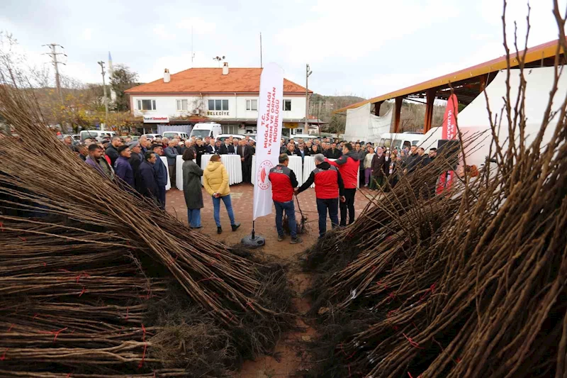 Kavaklıdere’de Cennet Elması fidanı dağıtımı
