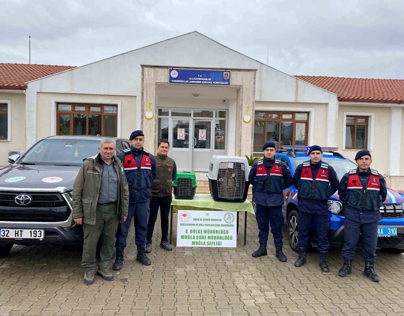 Ula’da ele geçirilen maymunlar doğa korumaya teslim edildi
