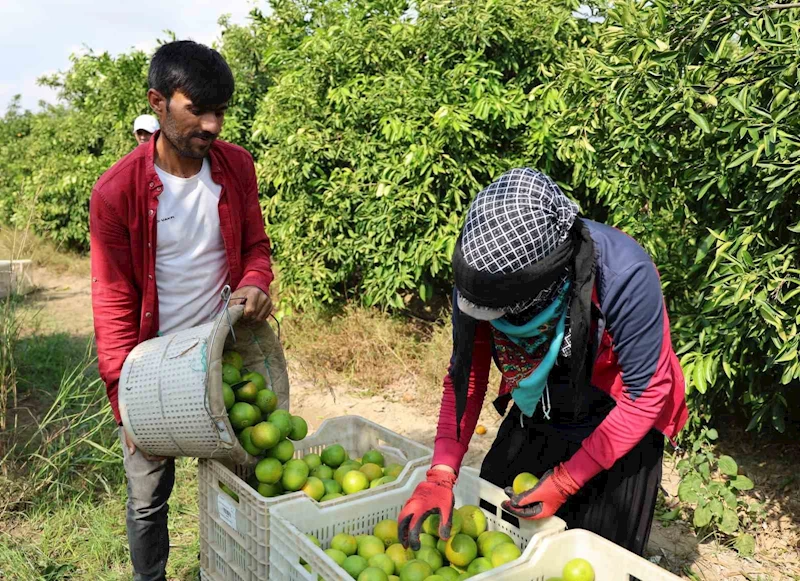 Suriyelilerin ülkelerine dönüşü tarım sektörünü sekteye uğratabilir
