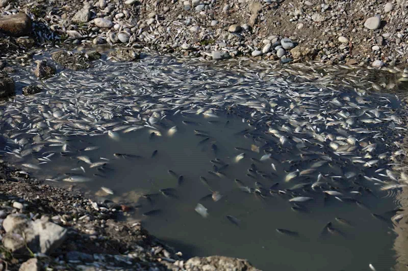 Seyhan Nehri’ne balıklar için can suyu bırakıldı
