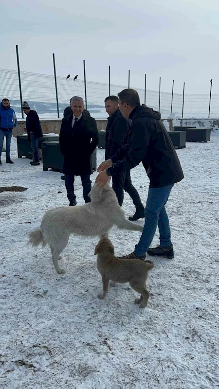 Damal’da sokak hayvanları emin ellerde
