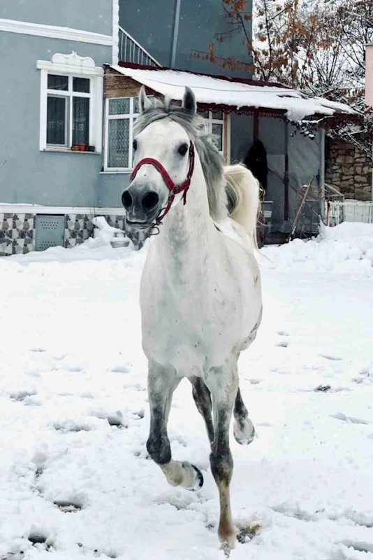 İsmiyle seslenilen at karlı kaplı arazide koşturarak sahibinin yanına geliyor
