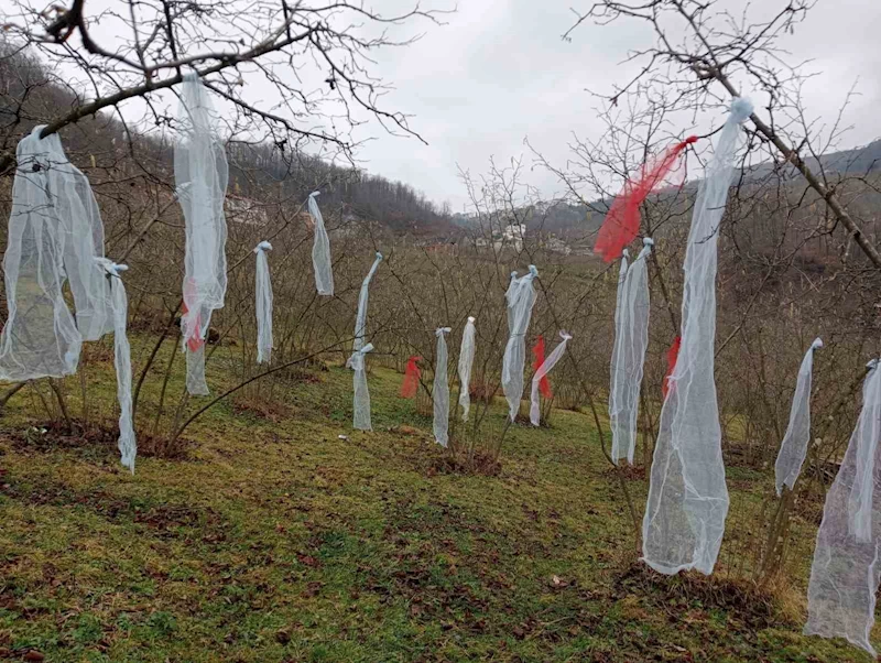 ‘Müslüman çam ağacı süslemez’ deyip, fındık bahçesini süsledi
