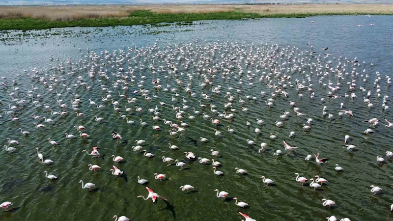 Flamingolar bu yıl da Eber Gölü’nde geçici olarak konakladı
