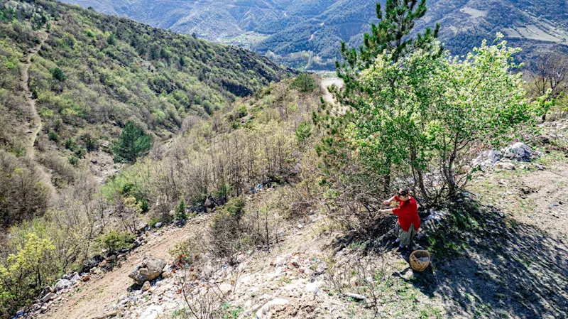 Her yerde kahve olarak tüketilirken, Tokatlılar konservesini yapıyor
