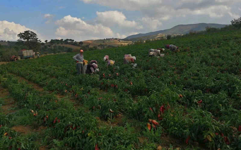 Erzincan kapya biber yetiştiriciliği yaygınlaşıyor
