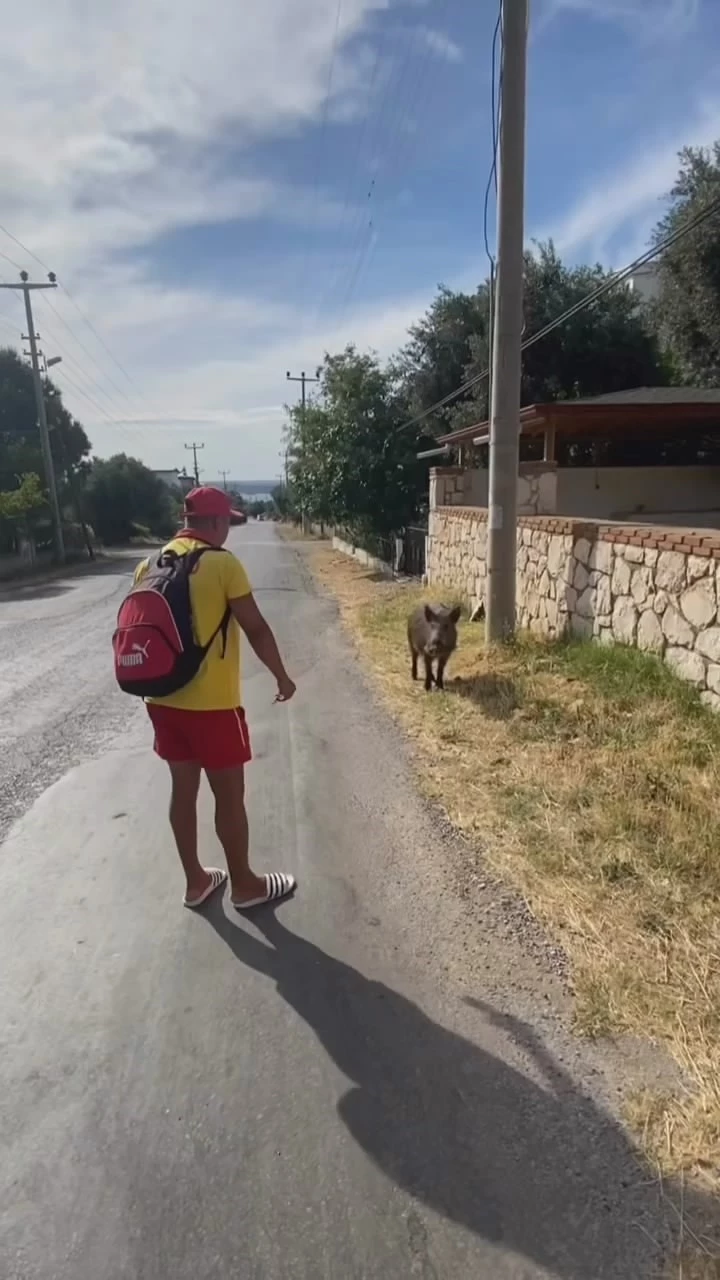 Aç kalan domuzu bisküvi ile besledi
