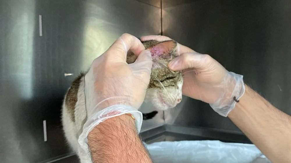 Sokak kedisi, kulağındaki tümörle veterinerin ayağına gitti