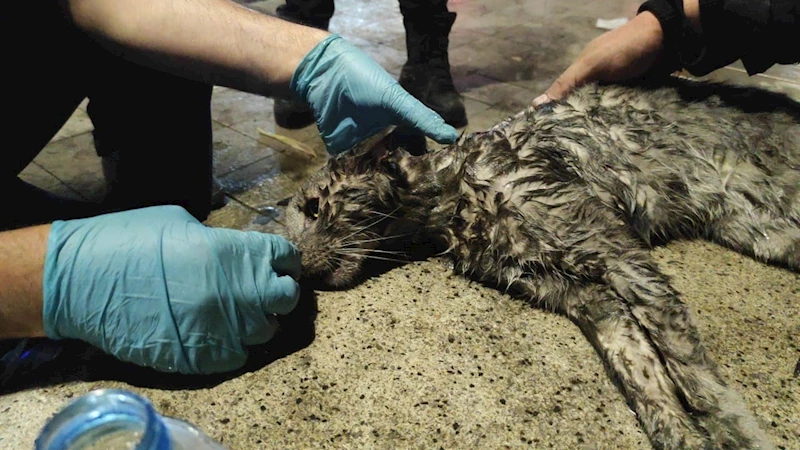 Yangında mahsur kalan kediyi hayatta tutma mücadelesi
