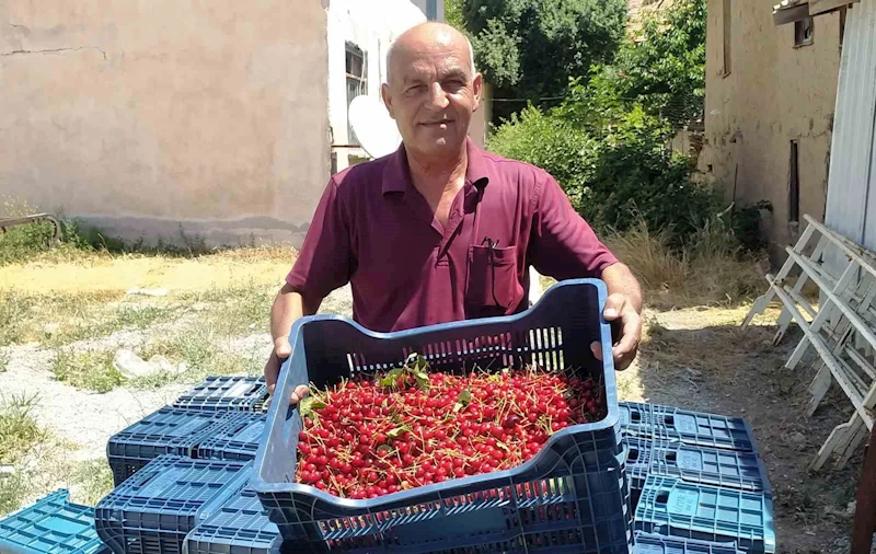 Hisarcık’ta vişne alımlarına başlandı
