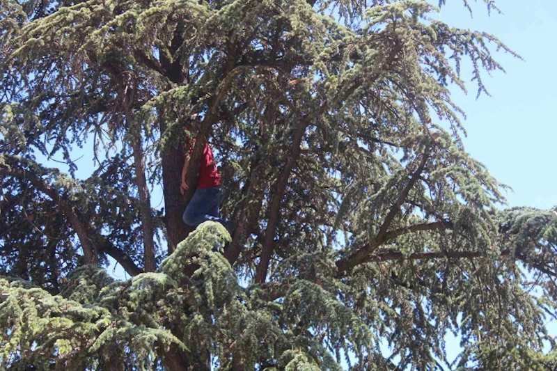 Ağacın tepesine tırmandı, ’Belediye başkanı beni dinlemedi’ diyerek intihara kalkıştı
