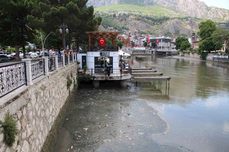 Amasya’da Yeşilırmak Nehri’nde balık ölümleri: Balık tutanlar ‘zehirli olabilir’ diye uyarıldı
