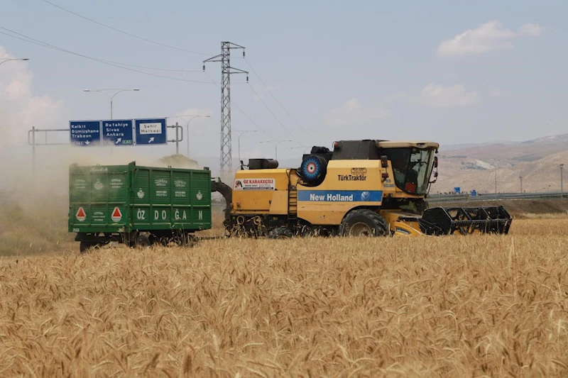 Erzincan’da hububat tarlalarında hasat başladı
