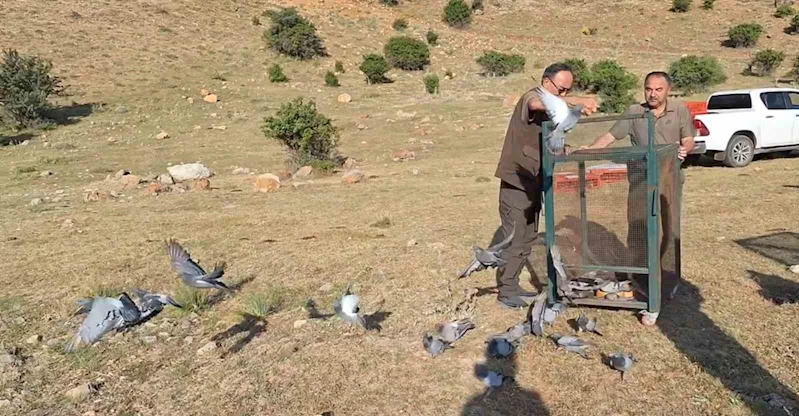 Güvercinler, tedavi sonrası doğaya salındı