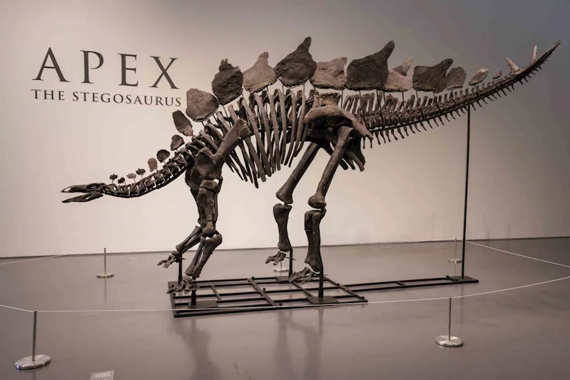 Dinozor iskeleti 44.6 milyon dolarlık rekor fiyata satıldı
