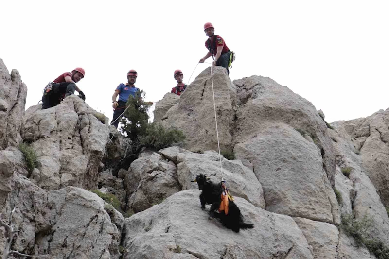 Kayalık alanda mahsur kalan 6 keçi ekiplerce kurtarıldı
