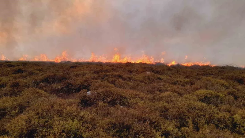 Sinop’ta örtü yangını: 5 hektar alan zarar gördü
