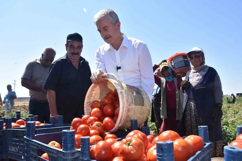 Şahinbey’de domatesin fiyatı tarladan pazara değişmiyor
