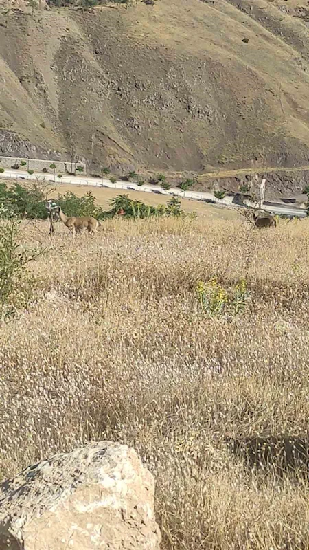 Elazığ’da dağ keçileri görüldü
