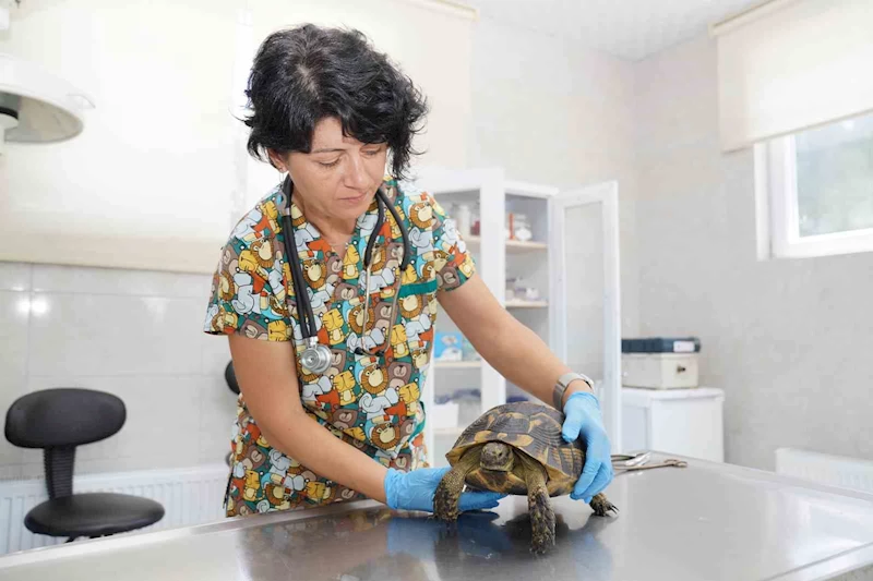 Tedavileri tamamlanan kaplumbağalar doğaya bırakıldı
