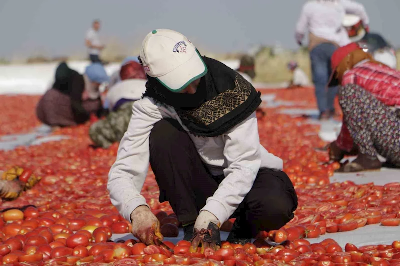 Diyarbakır’da kavurucu sıcakta işçilerin kurutmalık domates mesaisi başladı
