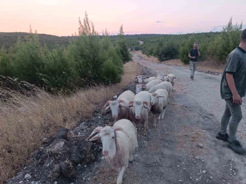 Kayıp koyunlar 12 saat sonra bulundu

