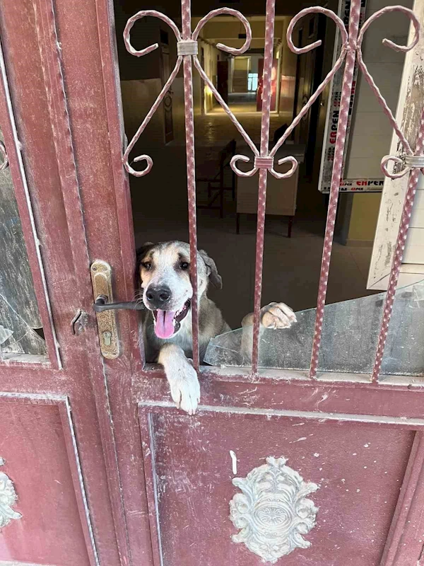 Antakya’da okul binasında mahsur kalan köpek kurtarıldı
