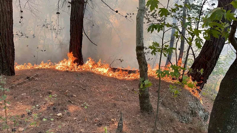 Kuyucak’taki orman yangını kontrol altına alındı
