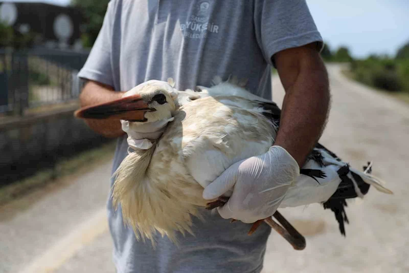 Göçmen kuşlar Samsun’da tedavi ediliyor
