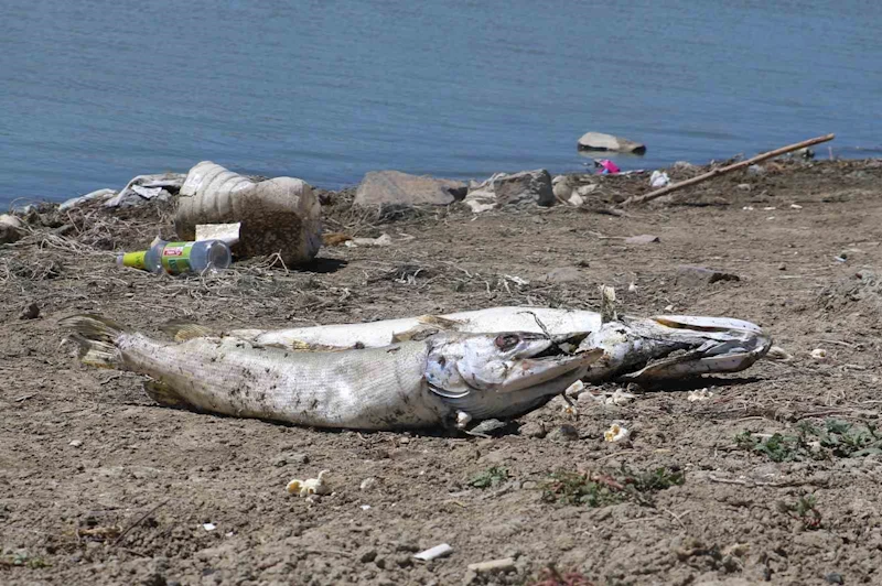 Kızılca Göleti’nde ekolojik felaket: Göletteki neredeyse tüm balıklar can verdi
