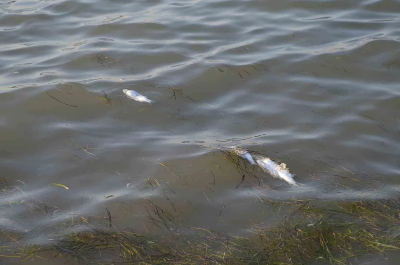 Didim’de üretim çiftliklerinde ölen balıkların kıyıya vurduğu iddiası
