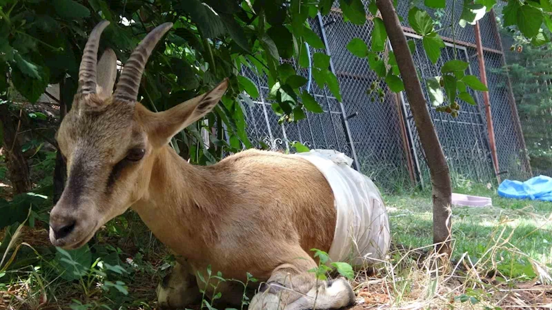 Jandarmanın bulduğu yaralı dağ keçisi tedavi edildi, koruma altına alındı
