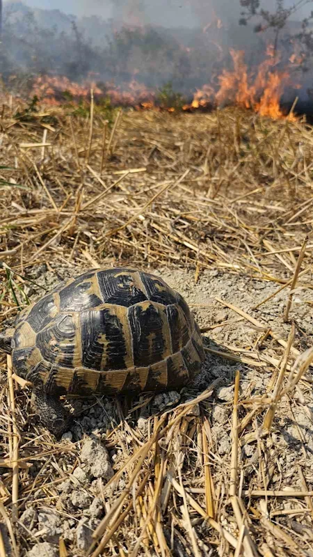 Anız yangınında mahsur kalan kaplumbağayı itfaiye kurtardı
