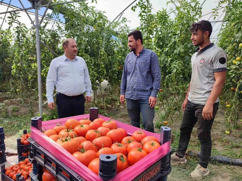 Erzincan domatesi çevre illerde sofraları süslüyor
