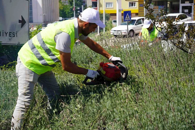 Lavantalardan bu yıl da organik ürünler üretilecek
