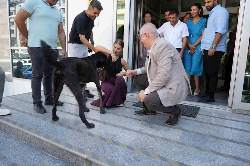 Edremit Belediye Başkanı Ertaş sahipsiz köpeği sahiplendi
