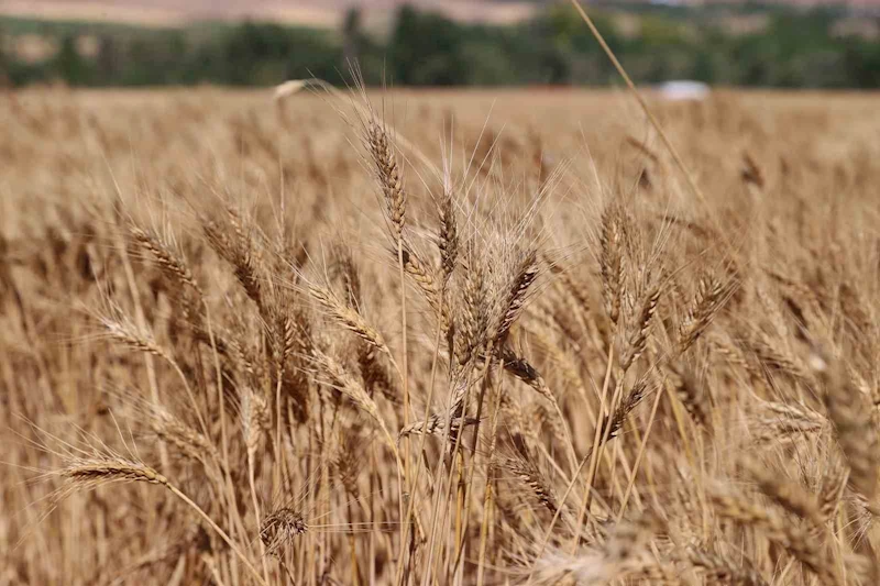 Sivas buğday hasadında rekora koşuyor
