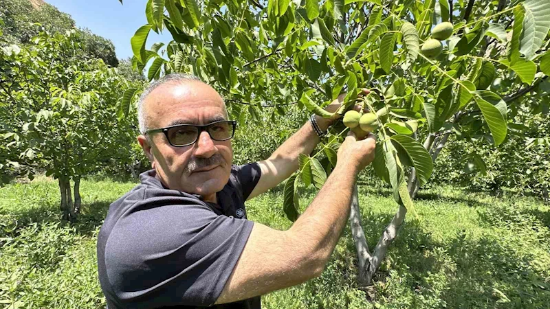 Kuru dağı 20 yıl içinde cevizli vadiye dönüştürdü
