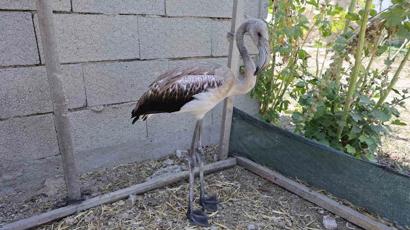 Sürüsüyle uçarken çiftliğe düşen yavru flamingo Tuz Gölü’ne bırakıldı
