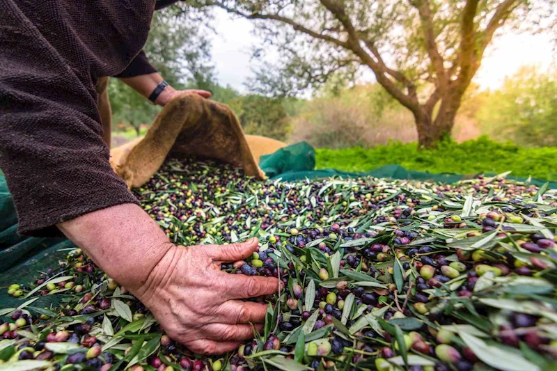 Sofralık zeytin ihracatı 200 milyon dolara koşuyor
