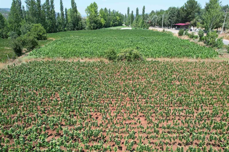 Denizli’de kuraklık nedeniyle tütün üretimi 3’te 2 oranında düştü
