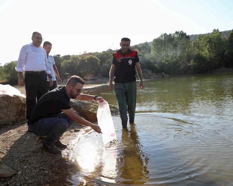 Uşak’a 368 bin adet yavru sazan balığı bırakıldı
