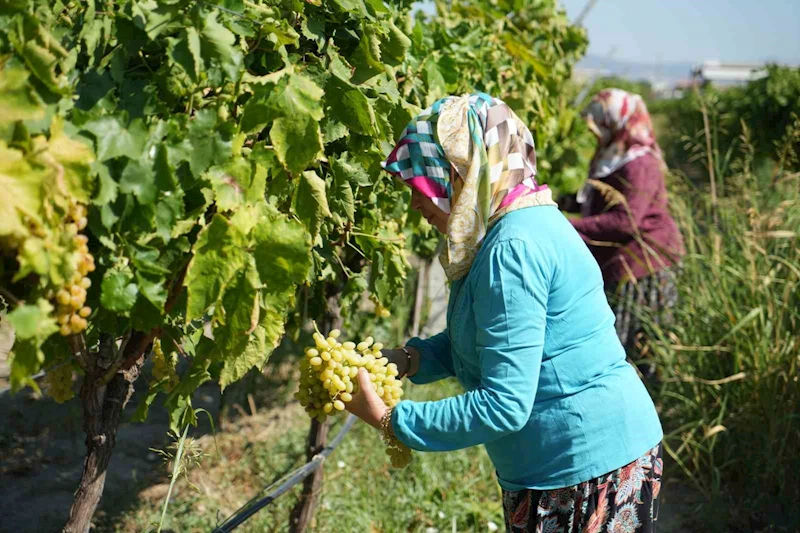 Erken hasat kuru üzümde kilogram kaybına neden oluyor
