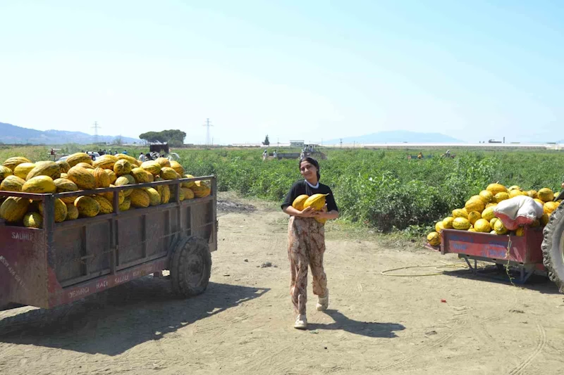 Üretici 600 ton kavun ve karpuzu ücretsiz dağıttı, duyan tarlaya akın etti
