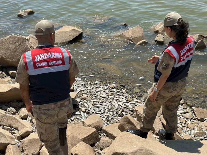 Diyarbakır’da baraj kıyısında çok sayıda ölü ‘Asya Sazanı’ bulundu
