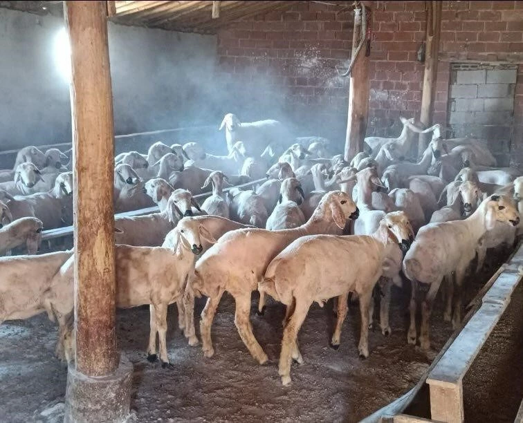 Rahat tavırlı koyun hırsızları kamerada
