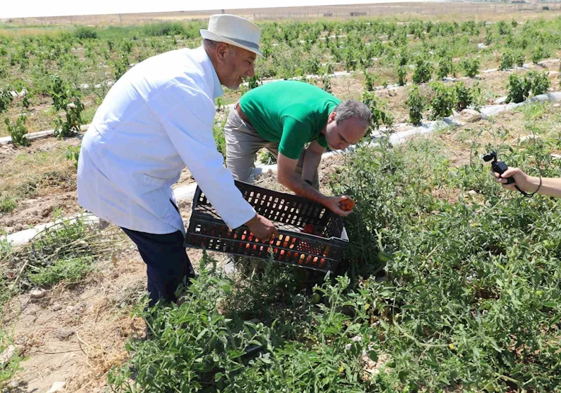 Niğde’de üniversitenin tarım arazilerinde sebze meyve hasadı başladı
